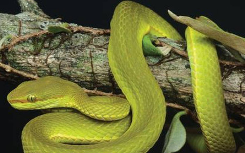 5 nombres de especies únicos inspirados en la serie de Harry Potter que suenan como si los hubiera llamado Hagrid