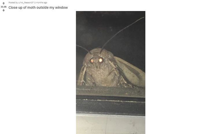 Los memes sobre polillas son una cosa ahora porque es 2018 y literalmente todo es posible