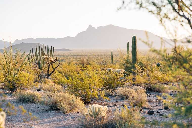 Una guía para: Monumento Nacional Organ Pipe Cactus