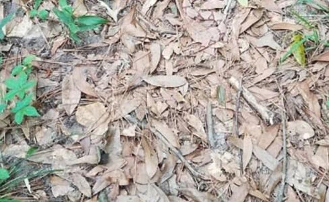 ఈ చిత్రంలో మీరు పామును గుర్తించగలిగితే, మీ డేంజర్-సెన్సింగ్ నైపుణ్యాలు సరైనవి